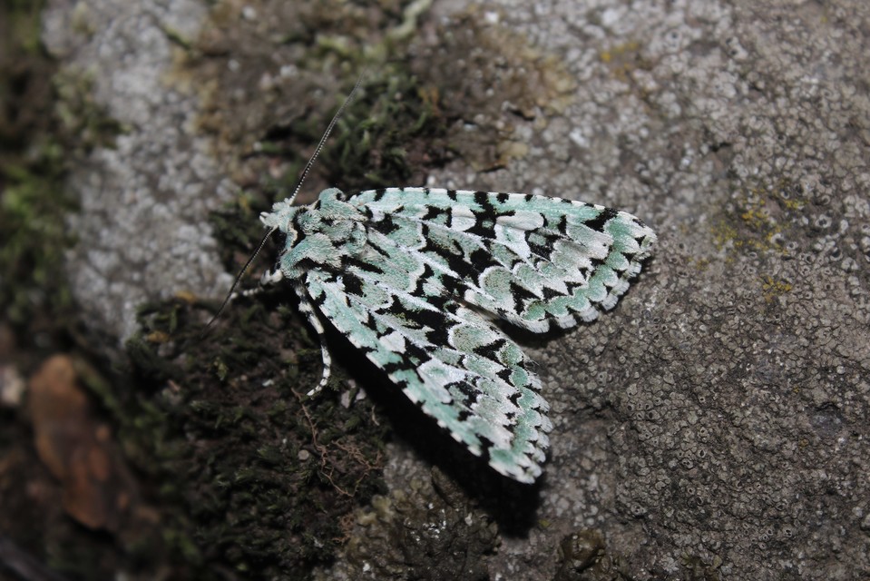 Griposia aprilina - őszi zöldbagoly