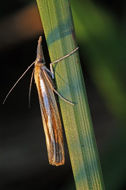 Agriphila tristella - gyászos fűgyökérmoly