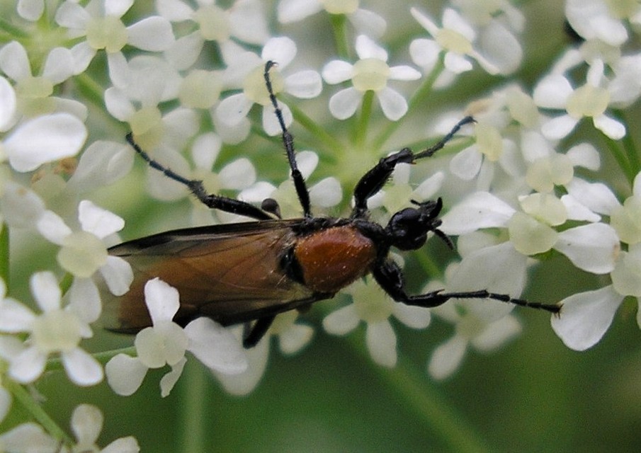 Bibio hortulanus - kerti bársonylégy