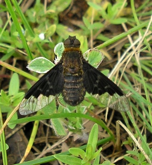 Hemipenthes morio - közönséges gyászlégy