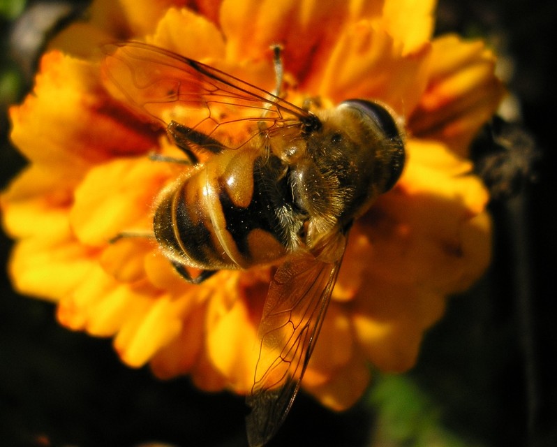 Eristalis tenax - közönséges herelégy