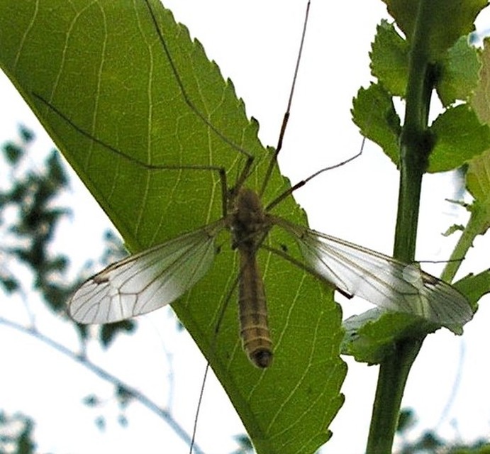 Tipula
