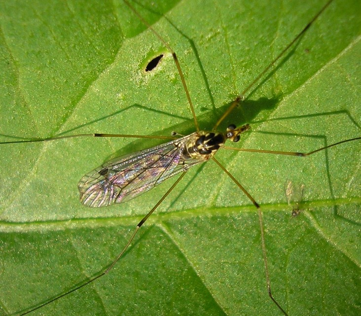 Nephrotoma