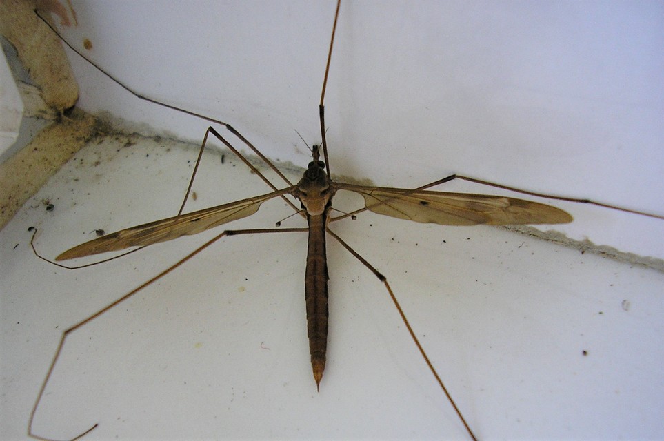 Tipula