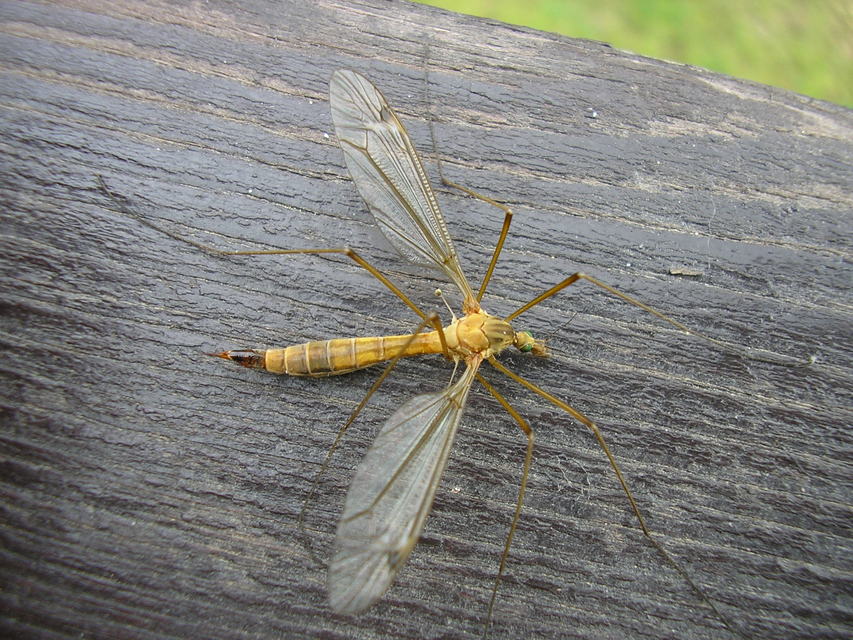 Tipula