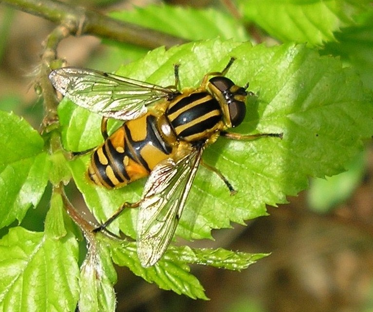 Helophilus pendulus - közönséges mocsárilégy