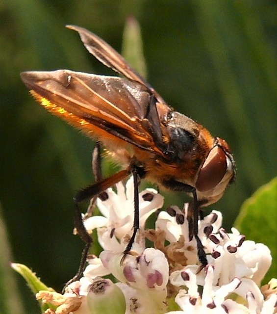 Phasia