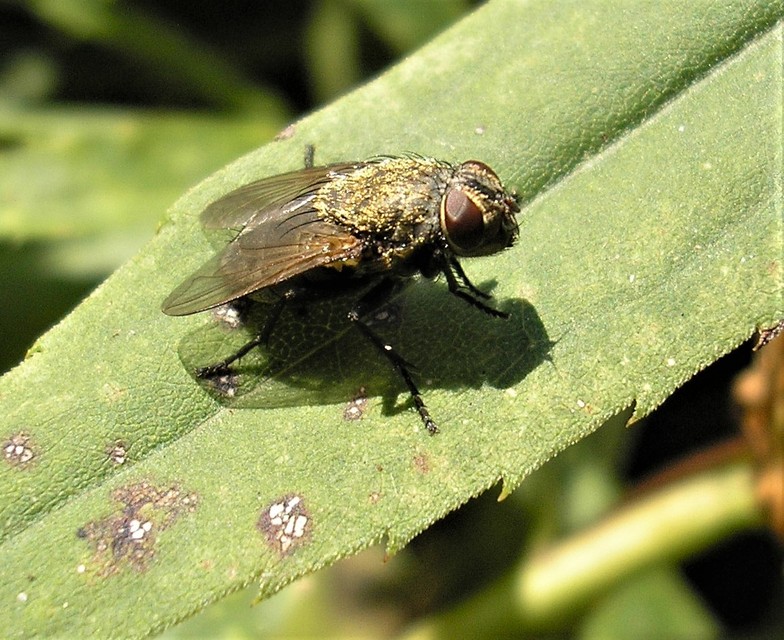 Pollenia