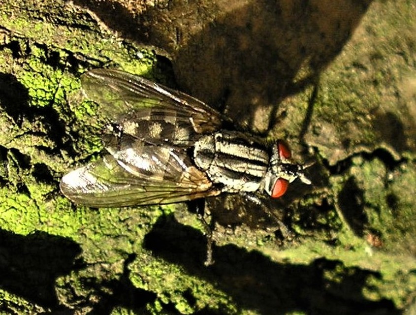 Sarcophaga