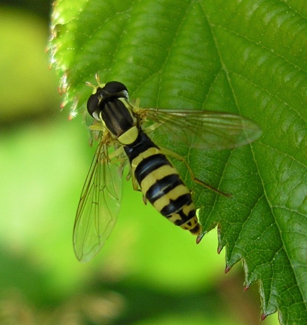 Sphaerophoria