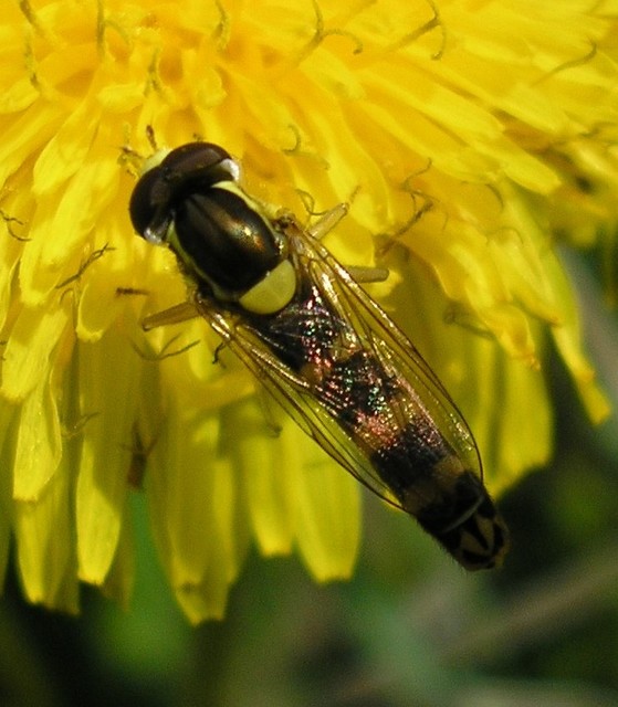 Sphaerophoria