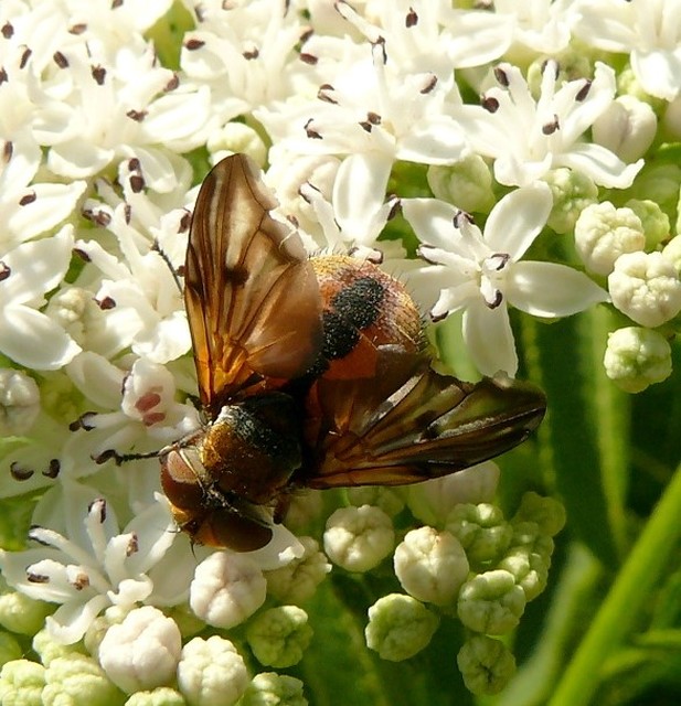 Ectophasia crassipennis - szélespotrohú poloskafürkész