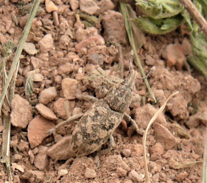 Cyphocleonus dealbatus - márványos barkó