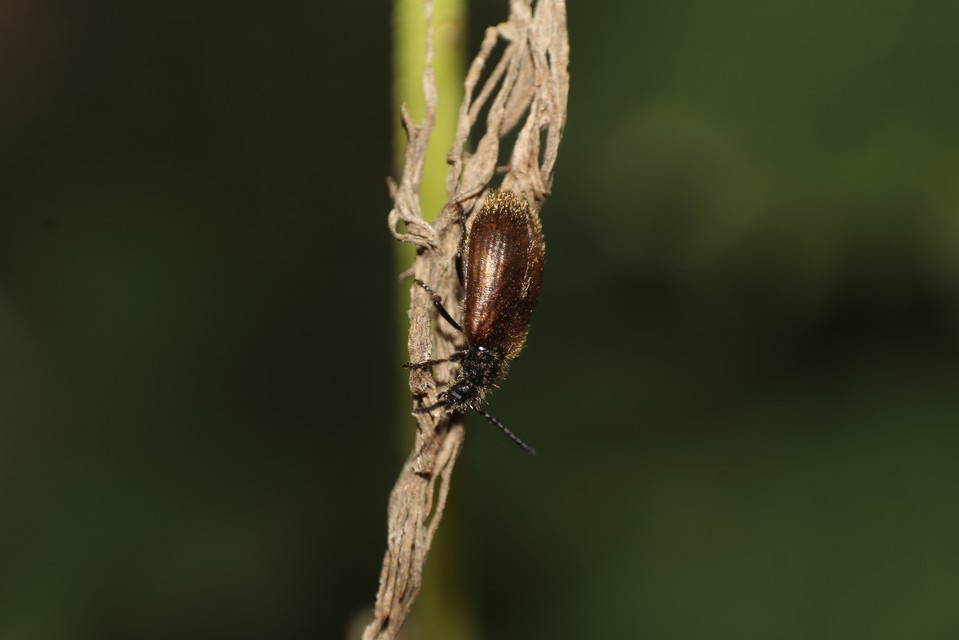 Lagria