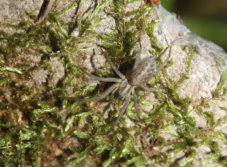 Eratigena agrestis - réti zugpók