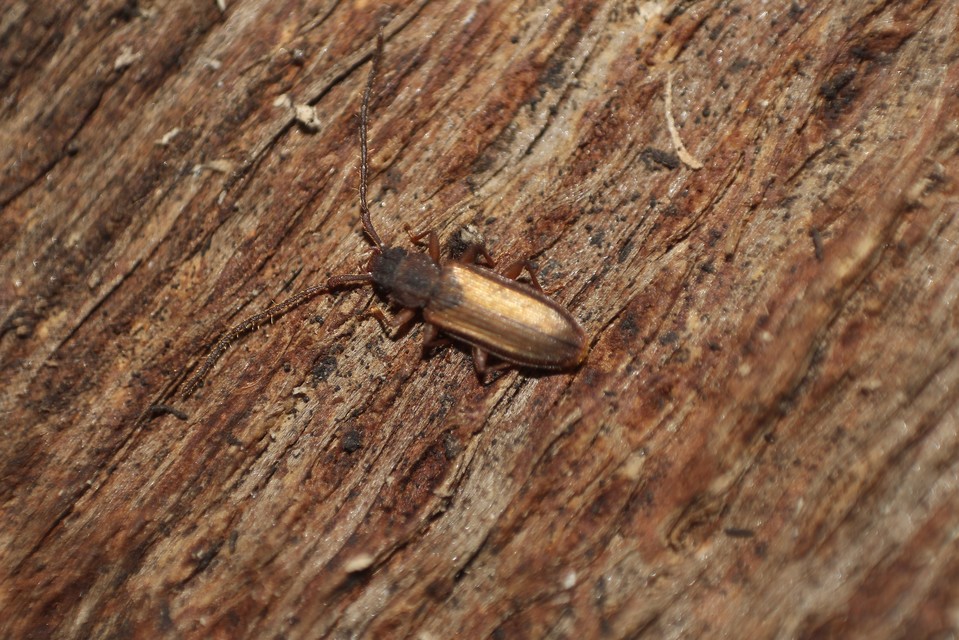 Uleiota planatus - hosszúcsápú fogasnyakú-lapbogár