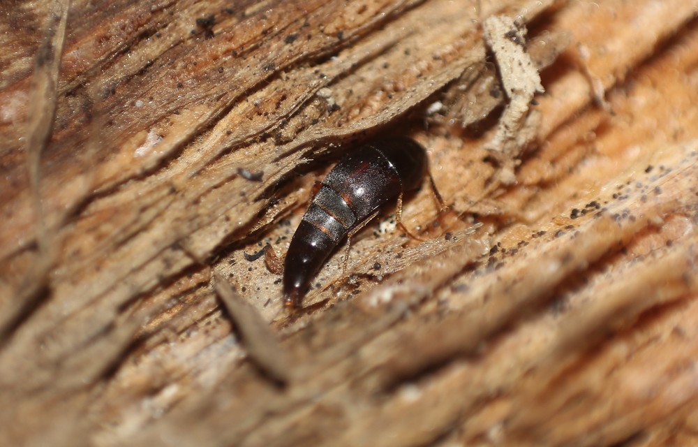 Sepedophilus testaceus - szurokszínű pihésholyva Sepedophilus testaceus - szurokszínű pihésholyva
