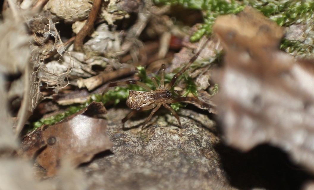 Episinus angulatus