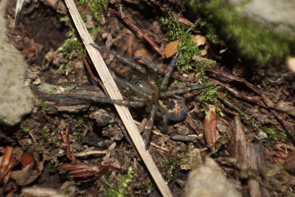 Amaurobius fenestralis - ablakos eretnekpók