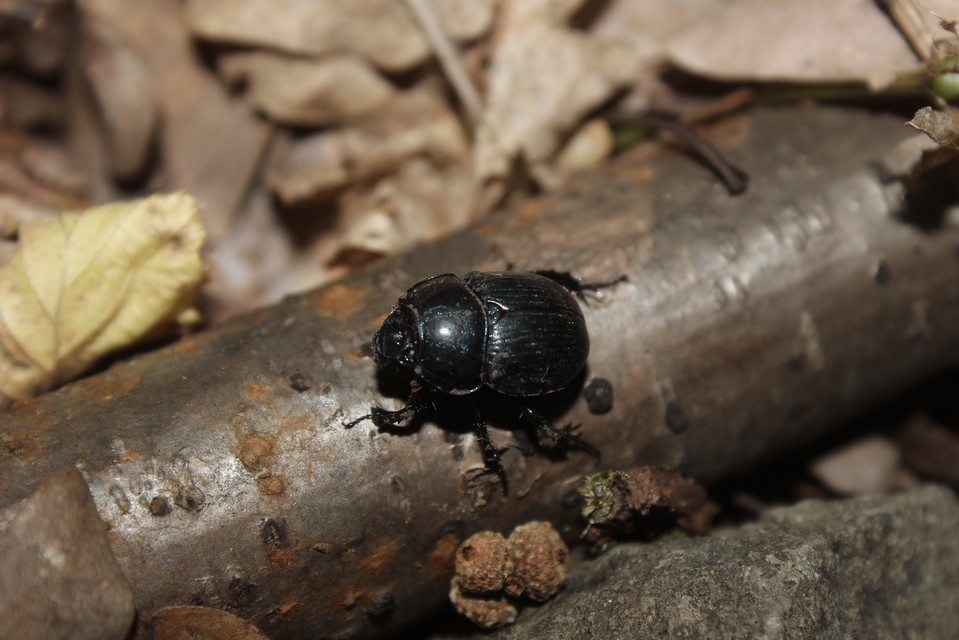 Anoplotrupes stercorosus - erdei álganéjtúró