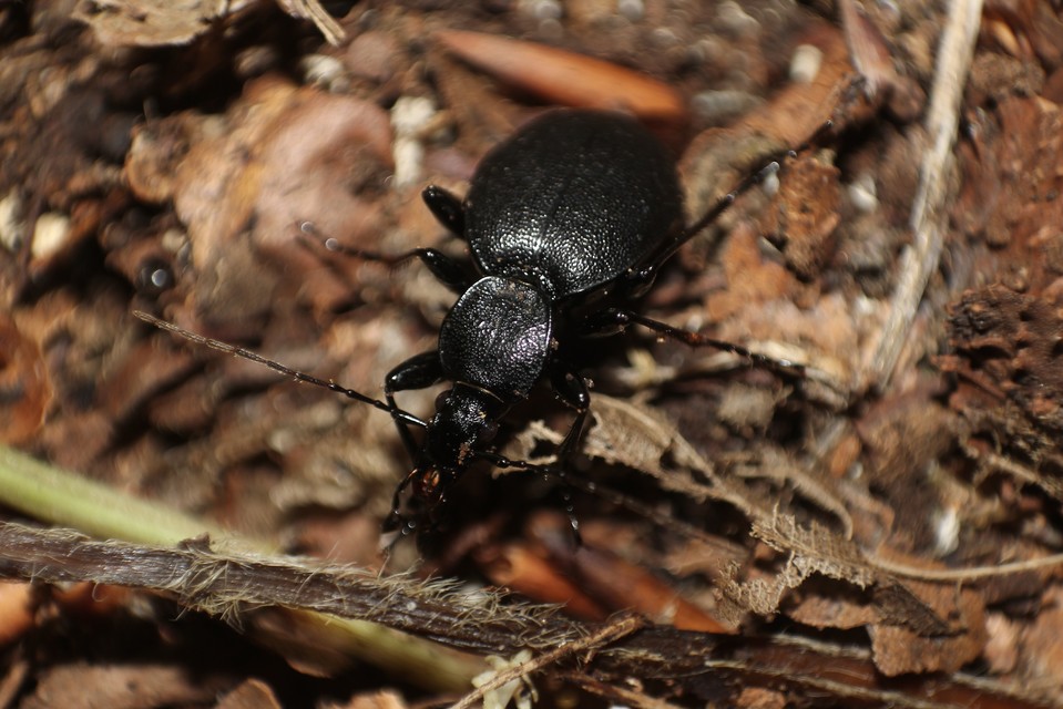 Cychrus caraboides - feketelábú cirpelőfutó