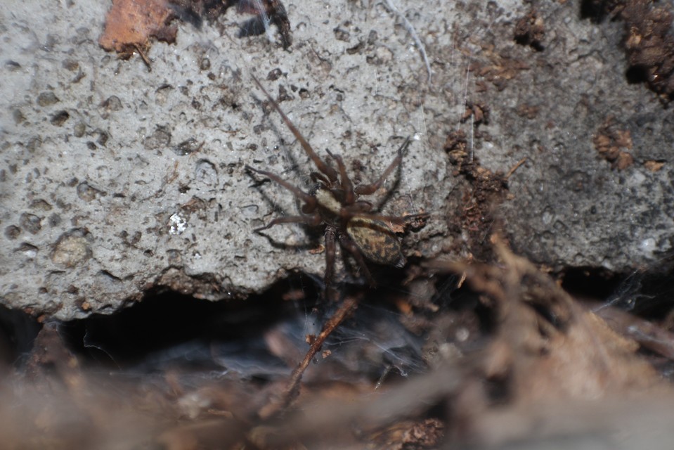 Liocranum rupicola - házaló avarpók