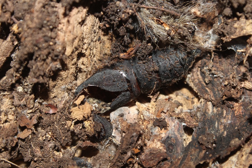 Lymantria dispar - gyapjaslepke