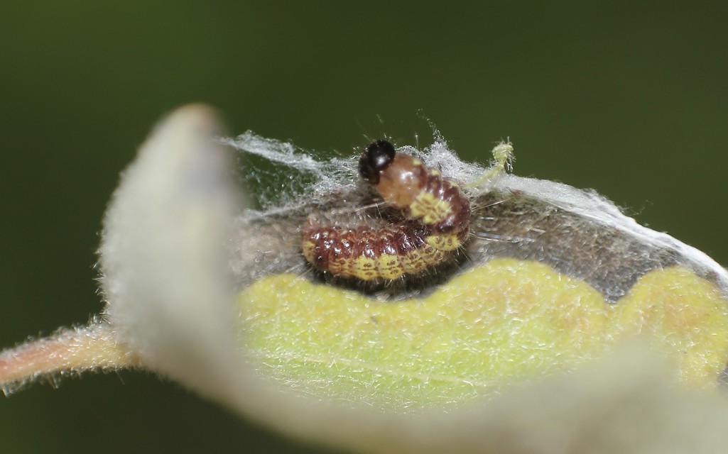 Clostera pigra - apró levélszövő