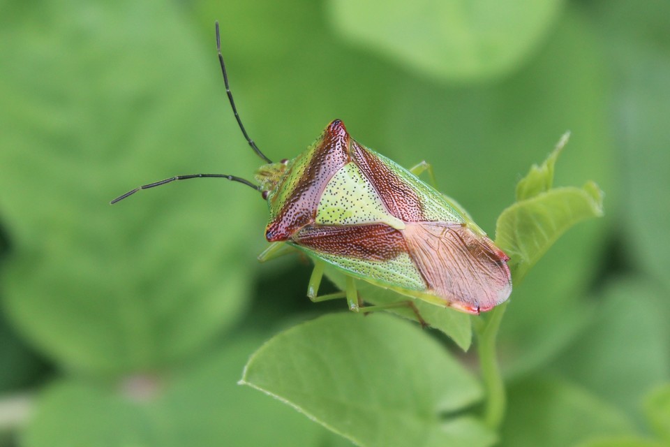 Acanthosoma haemorrhoidale - nagy dajkapoloska Acanthosoma haemorrhoidale - nagy dajkapoloska