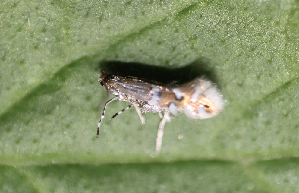 Phyllonorycter