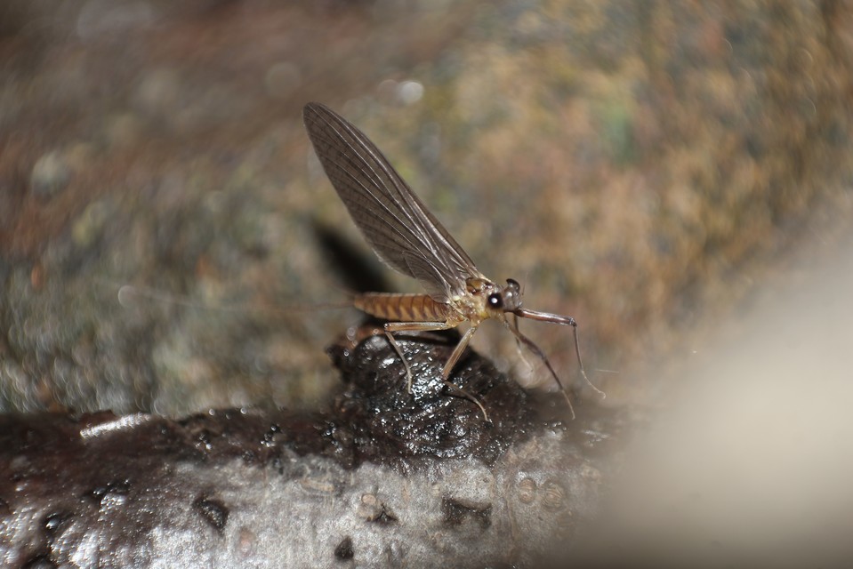 Ephemeroptera - Kérészek