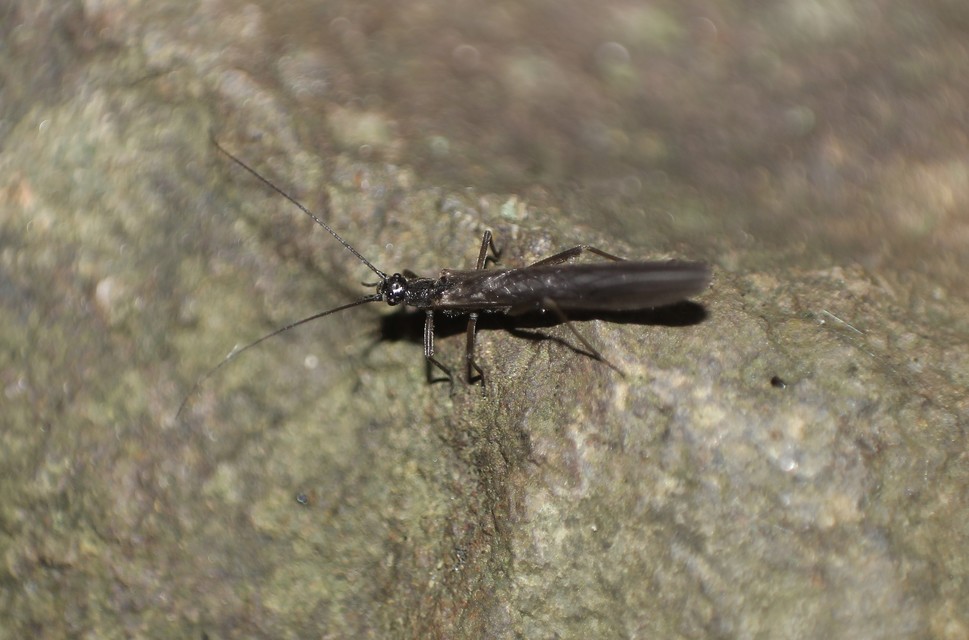 Leuctra
