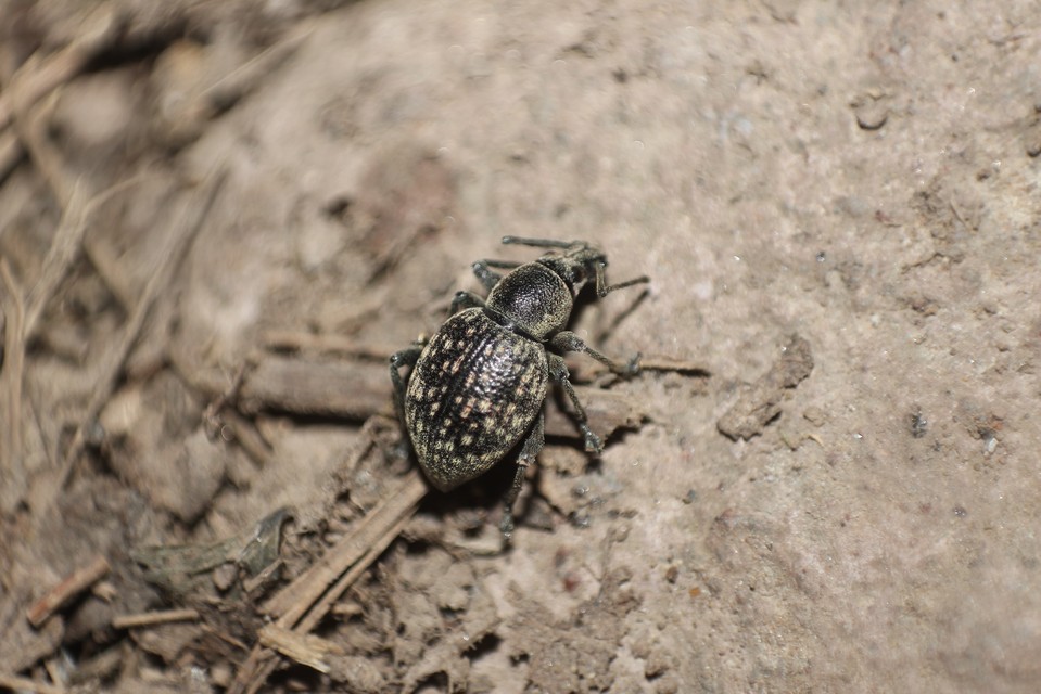 Otiorhynchus multipunctatus - sokpontos gyalogormányos