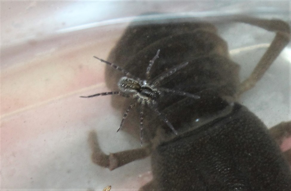 Piratula