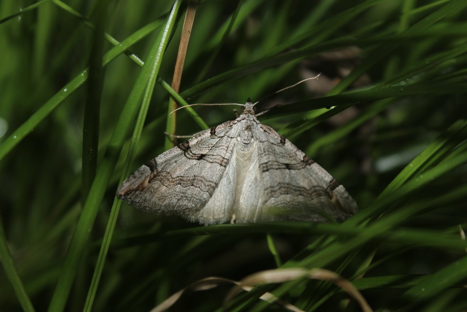 Aplocera efformata/plagiata