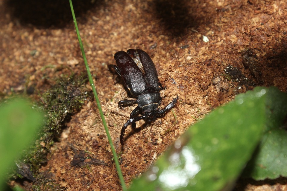 Prionus coriarius - csőszcincér