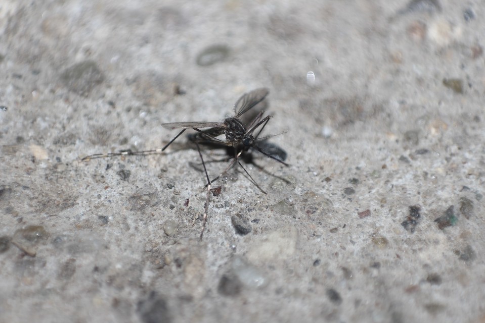 Aedes