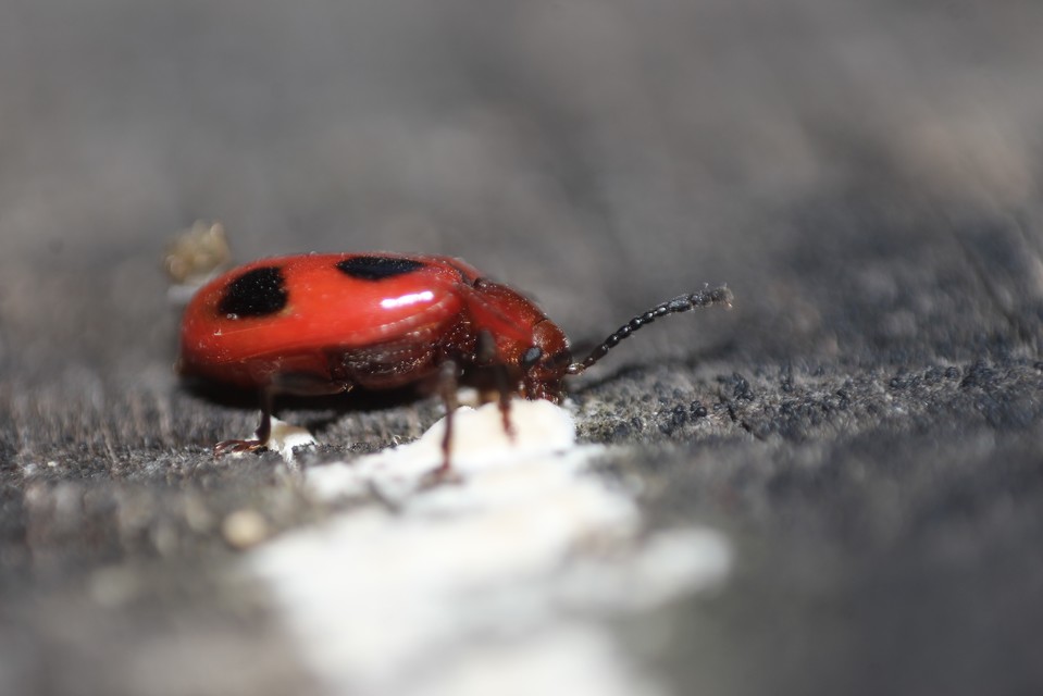 Endomychus coccineus - négypettyes álböde