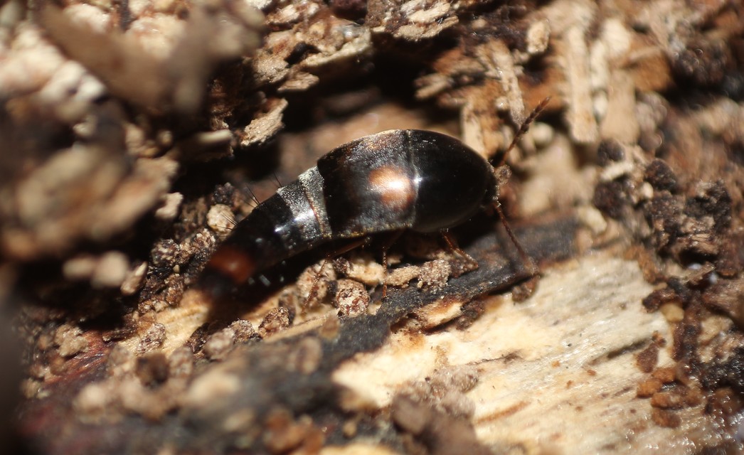 Sepedophilus bipustulatus - taplókedvelő pihésholyva Sepedophilus bipustulatus - taplókedvelő pihésholyva