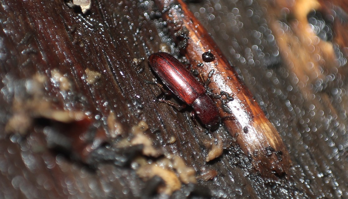 Corticeus unicolor - egyszínű kéregbújó