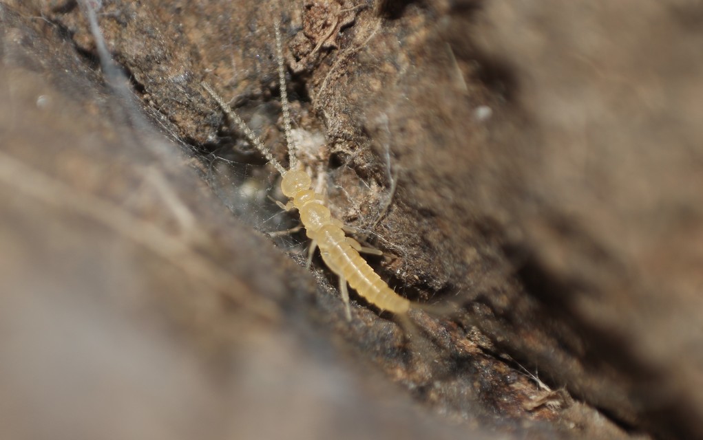 Diplura - Lábaspotrohúak