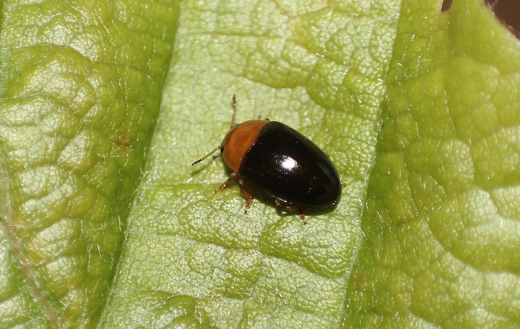 Triplax rufipes - feketehasú tarbogár