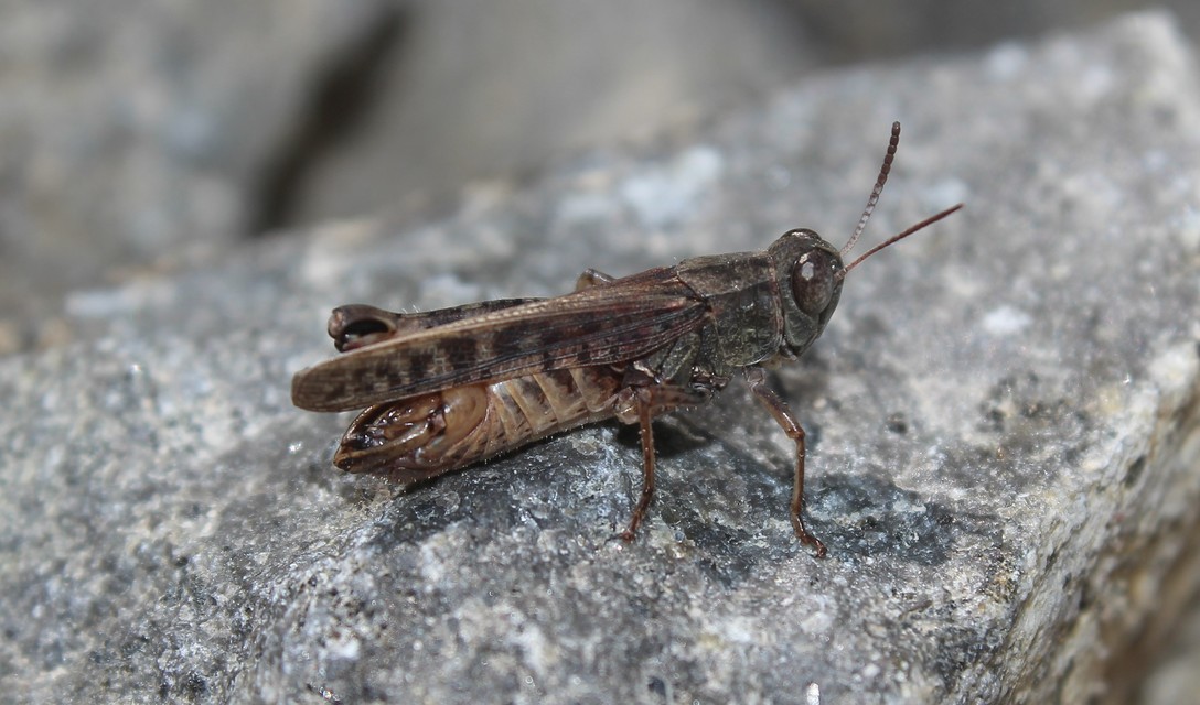 Calliptamus italicus - olaszsáska