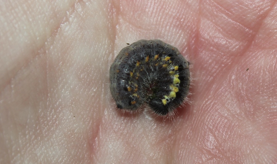 Clostera pigra - apró levélszövő