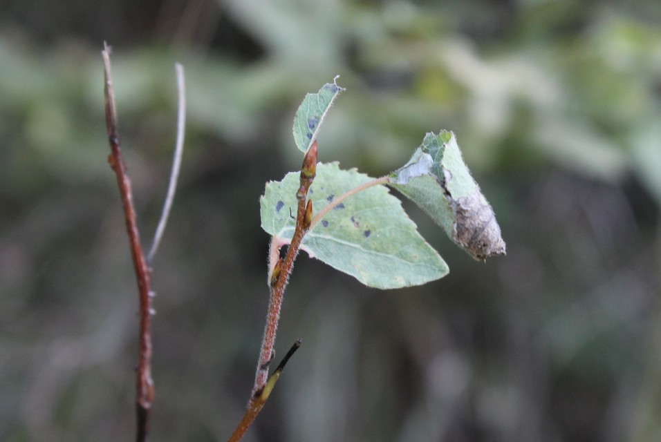 Clostera pigra - apró levélszövő