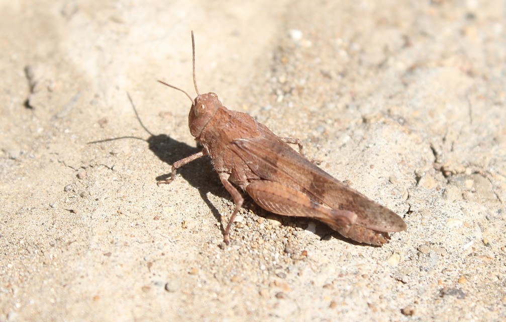 Oedipoda caerulescens - kékszárnyú sáska