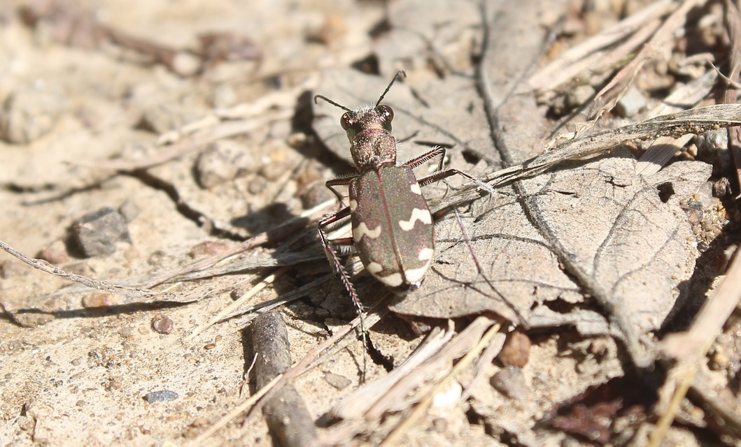 Cicindela sylvicola - erdei homokfutrinka