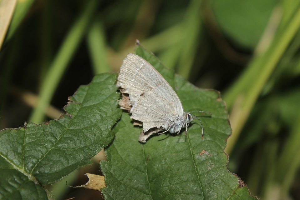 Neozephyrus quercus - tölgyfalepke