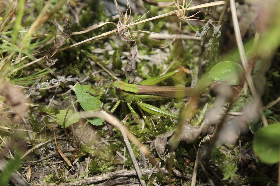 Mecostethus parapleurus - hagymazöld sáska