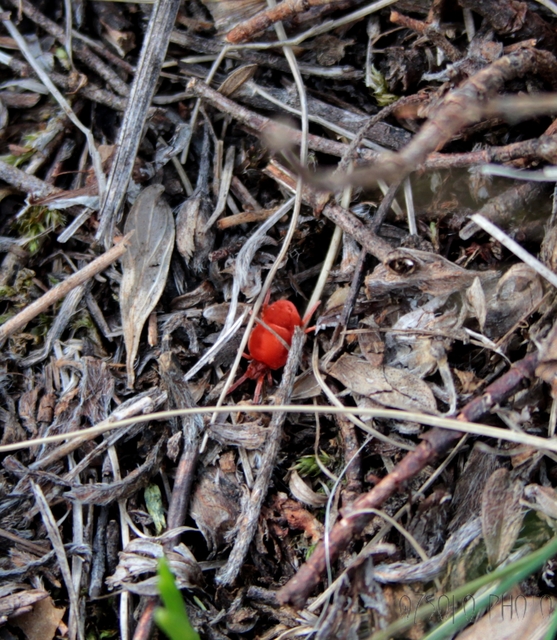 Allothrombium